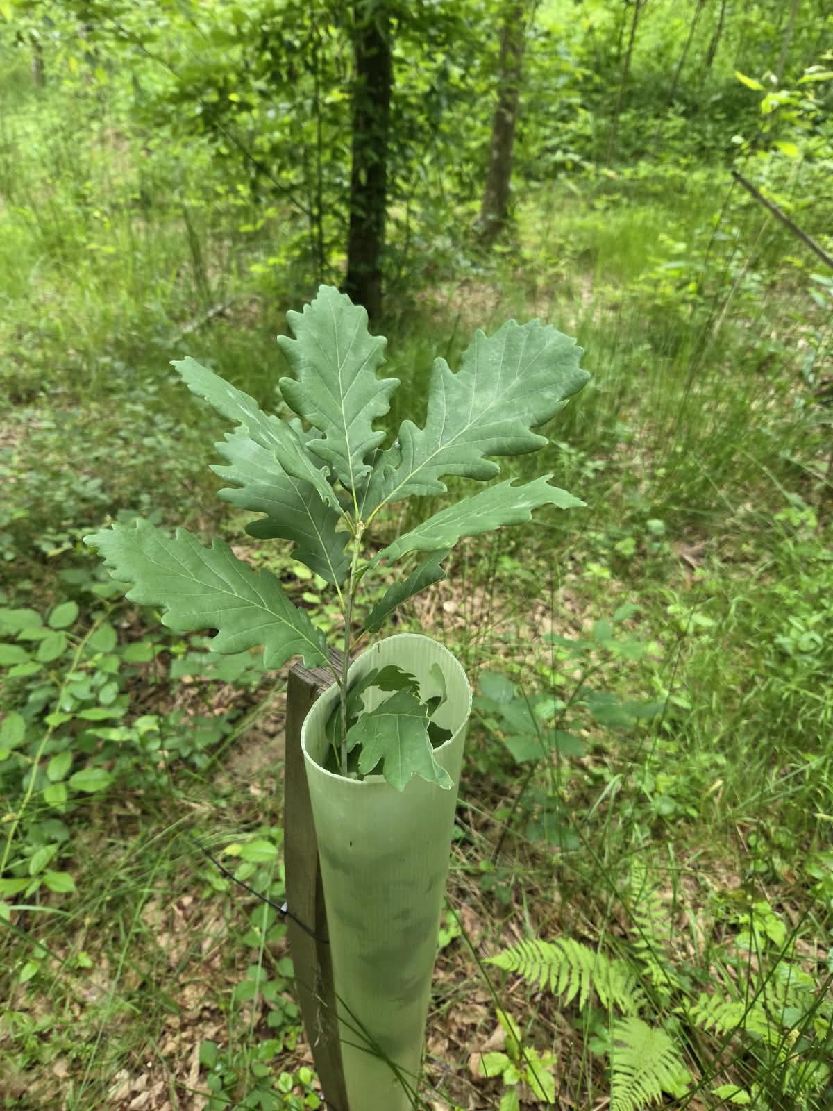 Hrast kitnjak 100-150cm | Hrast 1.jpeg